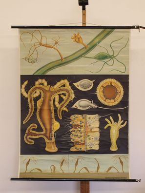 Jung Koch Quentell Tierbild Süßwasserpolyp Hydra 1969 Schulwandbild Wandbild 83x113cm