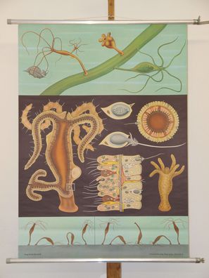 Jung Koch Quentell Tierbild Süßwasserpolyp Hydra 1974 Schulwandbild Wandbild 83x114cm