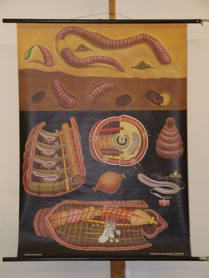 Jung Koch Quentell Tierbild Regenwurm Worm 1973 Schulwandbild Wandbild 82x113cm