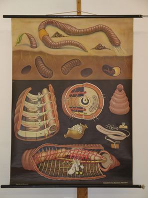 Jung Koch Quentell Tierbild Regenwurm Worm 1966 Schulwandbild Wandbild 82x112cm