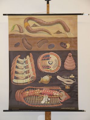 Jung Koch Quentell Tierbild Regenwurm Worm 1966 Schulwandbild Wandbild 83x114cm