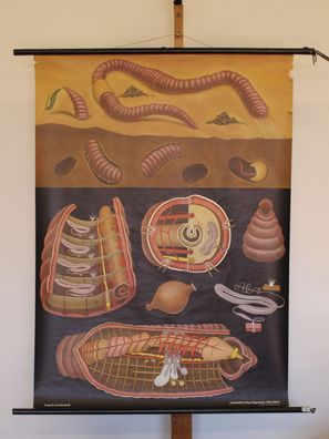 Jung Koch Quentell Tierbild Regenwurm Worm 1965 Schulwandbild Wandbild 82x113cm