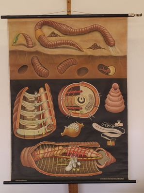 Jung Koch Quentell Tierbild Regenwurm Worm 1965 Schulwandbild Wandbild 83x112cm