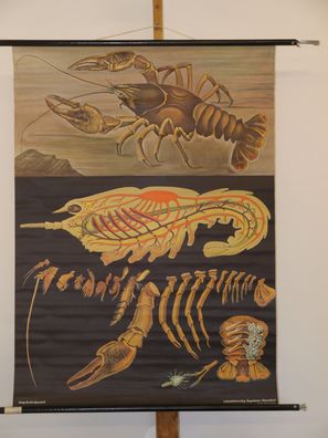 Jung Koch Quentell Tierbild Flußkrebs Edelkrebs 1968 Schulwandbild Wandbild 82x113cm