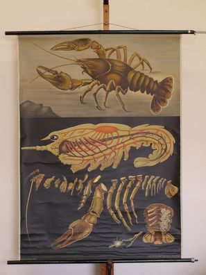 Jung Koch Quentell Tierbild Flußkrebs Edelkrebs 1965 Schulwandbild Wandbild 83x113cm