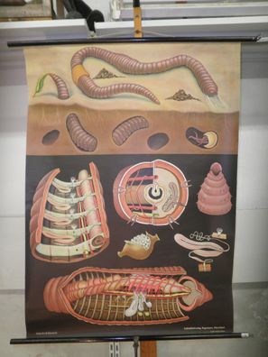 Jung Koch Quentell Tierbild Regenwurm Worm 1966 Schulwandbild Wandbild 82x113cm