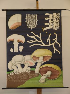 Jung Koch Quentell Pflanzen Champignon 1966 Schulwandbild Wandbild 83x113cm