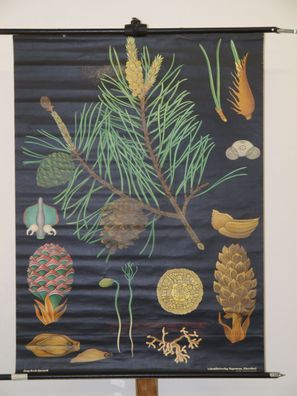 Jung Koch Quentell Pflanzen Kiefer Pine 1970 Schulwandbild Wandbild 82x112cm