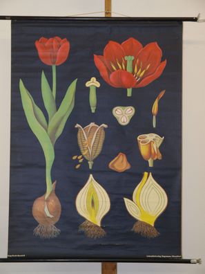 Jung Koch Quentell Pflanzen Tulpe Tulip 1967 Schulwandbild Wandbild 82x113cm