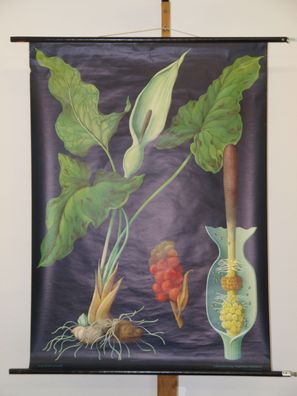 Jung Koch Quentell Pflanzen Aronstab 1964 Schulwandbild Wandbild 82x113cm