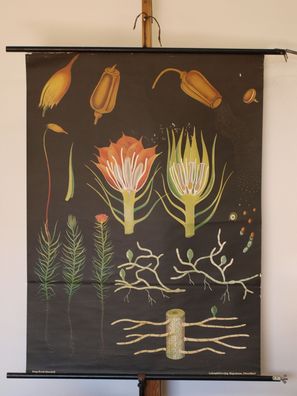Jung Koch Quentell Pflanzen Haarmoos Moss 1972 Schulwandbild Wandbild 82x111cm