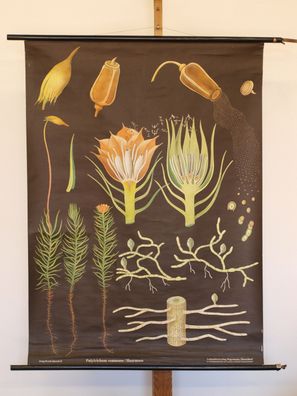 Jung Koch Quentell Pflanzen Haarmoos Moss 1972 Schulwandbild Wandbild 83x114cm