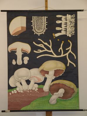 Jung Koch Quentell Pflanzen Champignon 1973 Schulwandbild Wandbild 82x113cm