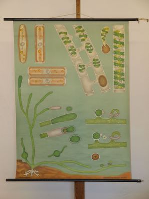 Jung Koch Quentell Pflanzen Algen Algae 1970 Schulwandbild Wandbild 82x113cm