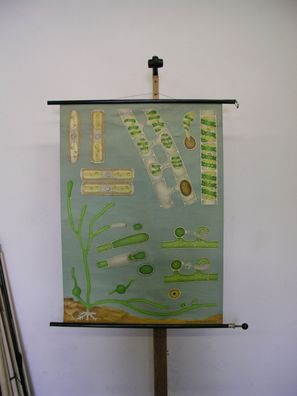 Jung Koch Quentell Pflanzen Algen Algae 1964 Schulwandbild Wandbild 82x113cm