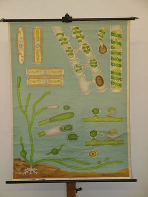Jung Koch Quentell Pflanzen Algen Algae 1964 Schulwandbild Wandbild 87x115cm
