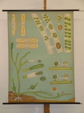 Jung Koch Quentell Pflanzen Algen Algae 1964 Schulwandbild Wandbild 83x113cm