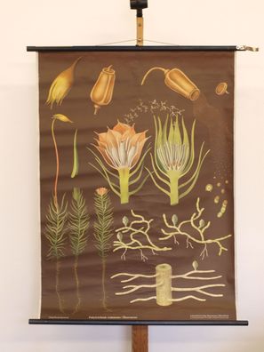Jung Koch Quentell Pflanzen Haarmoos Moss 1972 Schulwandbild Wandbild 84x114cm