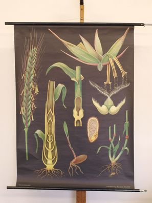 Jung Koch Quentell Pflanzen Roggen 1964 Schulwandbild Wandbild 83x114cm