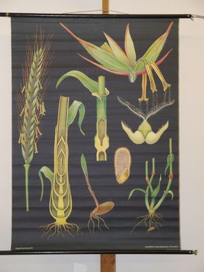 Jung Koch Quentell Pflanzen Roggen 1966 Schulwandbild Wandbild 81x113cm