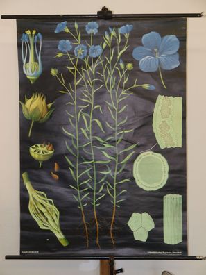 Jung Koch Quentell Pflanzen Flachs Lein 1966 Schulwandbild Wandbild 82x114cm