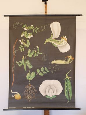 Jung Koch Quentell Pflanzen Erbse Pea Pois 1970 Schulwandbild Wandbild 83x114cm