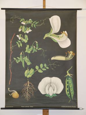 Jung Koch Quentell Pflanzen Erbse Pea Pois 1970 Schulwandbild Wandbild 83x112cm