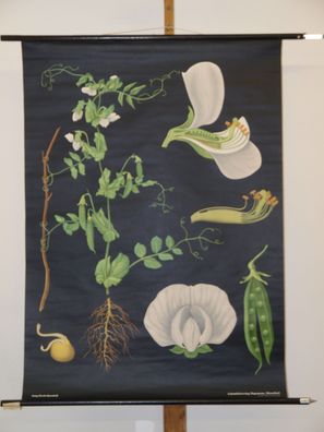 Jung Koch Quentell Pflanzen Erbse Pea Pois 1970 Schulwandbild Wandbild 82x114cm