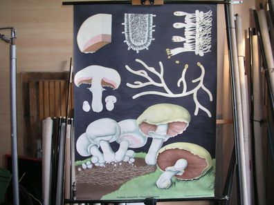 Jung Koch Quentell Pflanzen Champignon 1963 Schulwandbild Wandbild 83x113cm