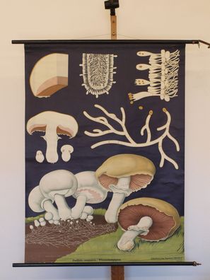 Jung Koch Quentell Pflanzen Champignon 1973 Schulwandbild Wandbild 83x113cm