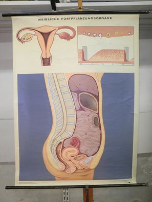 Weibliche Fortpflanzungsorgane 1962 Schulwandbild Wandbild 83x114cm