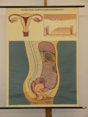 Weibliche Fortpflanzungsorgane 1969 Schulwandbild Wandbild 82x113cm