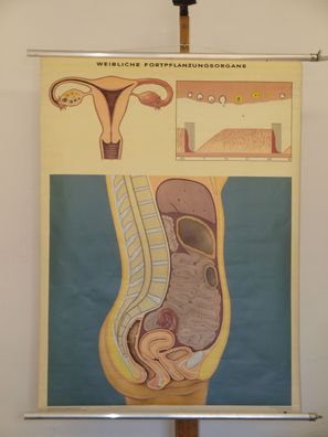 Weibliche Fortpflanzungsorgane 1969 Schulwandbild Wandbild 83x112cm