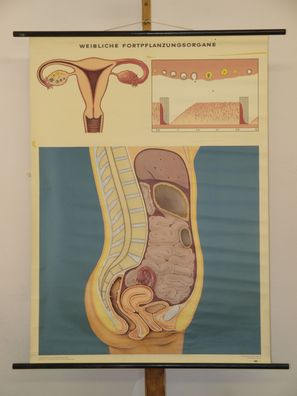 Weibliche Fortpflanzungsorgane 1969 Schulwandbild Wandbild 83x114cm