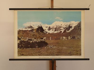 Haustier Lama Alpaka Pako Herde Peru Anden 1970 Schulwandbild Wandbild 75x52cm