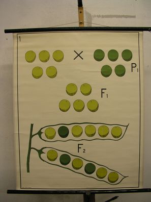 Monohybride Kreuzung Dominanz Erbse Vererbung nach Mendel 1960 Wandbild 75x91cm