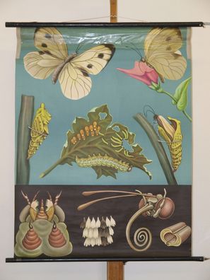 Jung Koch Quentell Kohlweißling Schmetterling Tagfalter 1960 Schul-Wandbild 80x104cm