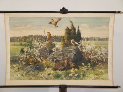 Kleinvögel Singvögel Rebhuhn 1960 Wandbild 102x68