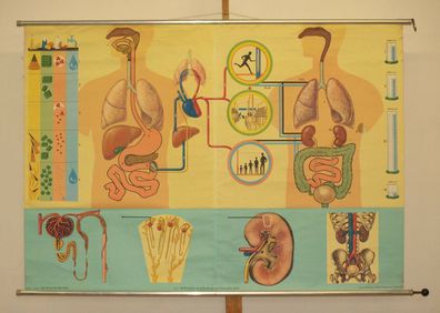 Schautafel Stoffwechsel Niere Herz 165x116cm 1973 vintage wall chart Metabolism