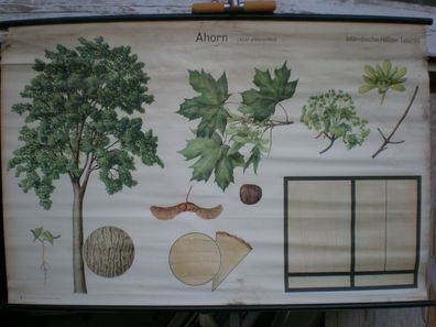 Schulwandbild Wandbild Bild Ahorn Acer Inländische Hölzer Holz Tafel VII 118x77