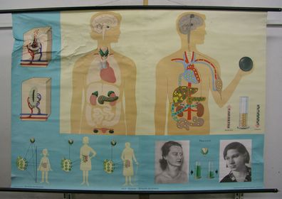 Schulwandkarte Wandbild Hormone Drüsen Steroide 164x115 vintage wall chart 1970
