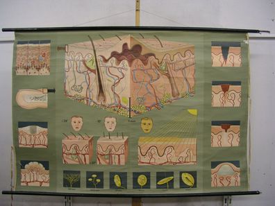 Schulwandkarte Wandbild Hautorgan 166x112cm vintage skin doc wall chart 1975