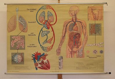 Wandbild Atmung Blutkreislauf Lunge 165x117 1975 vintage wall chart respiration