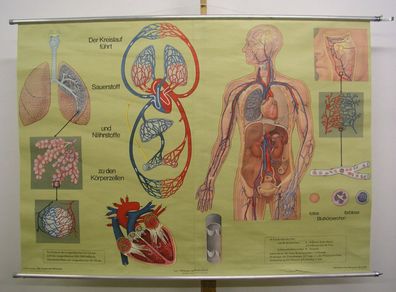Wandbild Atmung Blutkreislauf Lunge Bronchien 165x117cm vintage wall chart 1962