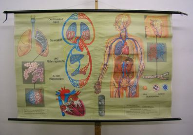 Wandbild Atmung Blutkreislauf Lunge Bronchien 171x115cm vintage wall chart 1962