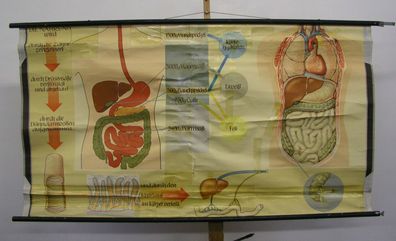 Wandbild Ernährung Zahn Magen Darm Doktor 168x90cm vintage doc wall chart 1960