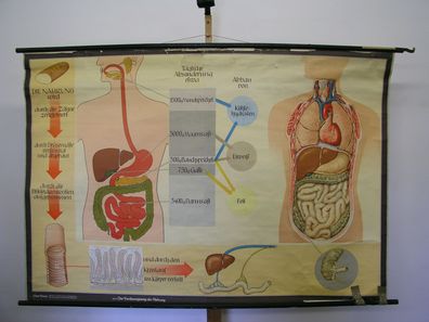 Wandbild Ernährung Zahn Magen Darm Doktor 169x114cm vintage doc wall chart 1960