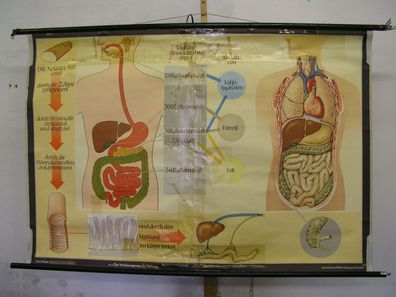 Wandbild Ernährung Zahn Magen Darm Doktor 168x114cm vintage doc wall chart 1960