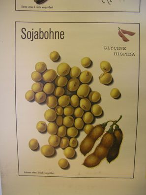 schönes altes Wandbild Ölpflanze Erdnuß Kokosnuß Sonnenblume 119x82 vintage 1960