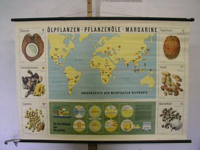 schönes altes Wandbild Ölpflanze Erdnuß Kokosnuß Sonnenblume 118x83 vintage 1961